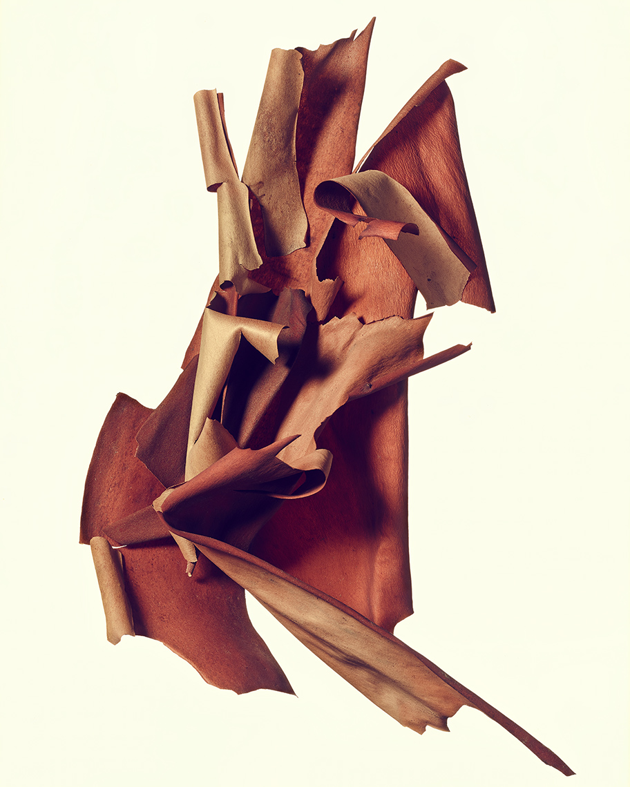 madrone_bark_16