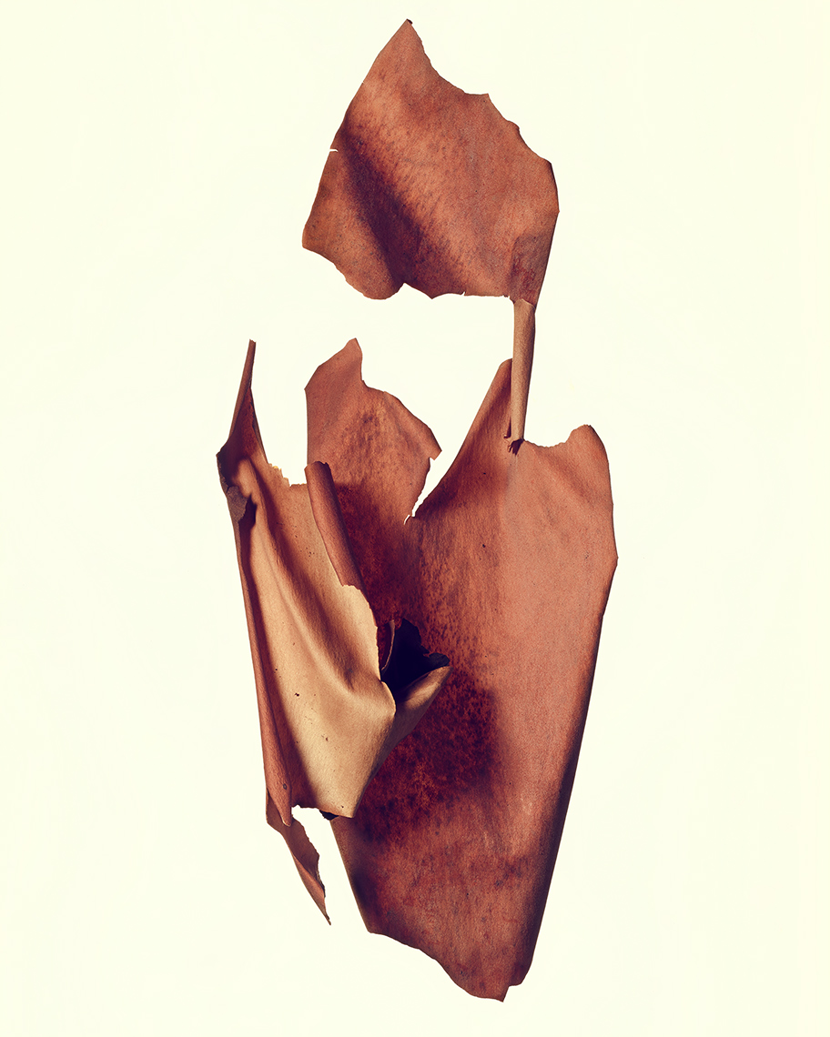 madrone_bark_26